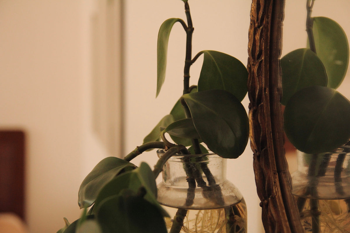 Botanical